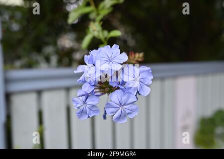 Vor einem weißen Holzzaun baumeln Blumen von Plumbago auriculata. Die Pflanze wird allgemein als Kapbleikraut, blauer Plumbago oder Kappflühkraut bekannt. Stockfoto