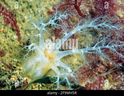 Nahaufnahme des Makrofotos der Weißmeerküken (Eupentacta quinquesemita) beim Essen. Channel Islands, Kalifornien Stockfoto