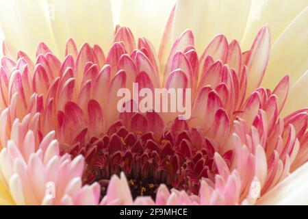 WA19469-00...WASHINGTON - EINE rosa und weiße Gerbara in voller Blüte. Stockfoto