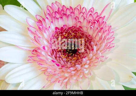 WA19482-00...WASHINGTON - Rosa und weiße Gerbara-Blume. Stockfoto