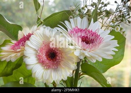 WA19483-00...WASHINGTON - Rosa und weiße Gerbara Blume mit weißer Wachsblume in einem Blumenstrauß. Stockfoto