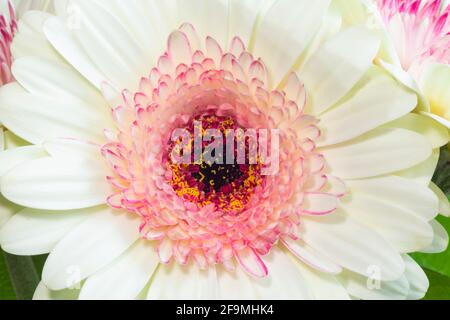 WA19485-00...WASHINGTON - Rosa und weiße Gerbara Blume in einem floralen Bouquet. Stockfoto