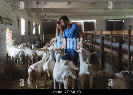 Paar füttern Ziegen auf dem Bauernhof, Blick auf viele Ziegenköpfe, Landwirtschaft, ec Stockfoto