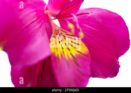 Makroblüten der Alstroemeria peruanischen Inkas rosa Lilie Blume Stockfoto