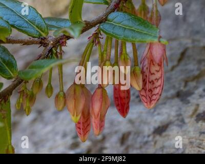 Nahaufnahme von Agapetes Ludgvan, die im Frühjahr gegen die Wand kletterte Stockfoto