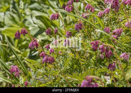 Gruppe von lila-rosa Dicentra formosa im Frühjahr Stockfoto