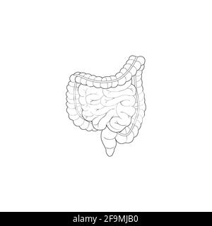 Modern Minimalistic Human Darm Line Icon Vektor. Einfaches Darmerkzeichen für menschliche Anatomie, medizinisches oder medizinisches Konzept. Darmborgan Umreißen Stock Vektor