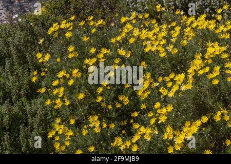 Masse der gelben Euryops blüht im Frühlingsrand Stockfoto