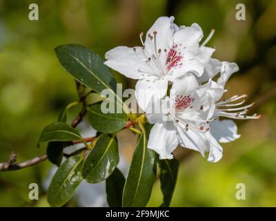 Nahaufnahme der Weißen Azaleen mit roten Sommersprossen im Frühling Stockfoto