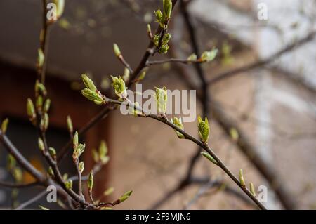 Junge Frühlingsblätter sprießen aus ihren Knospen, selektiver Fokus, flacher freiheitsgrad Stockfoto