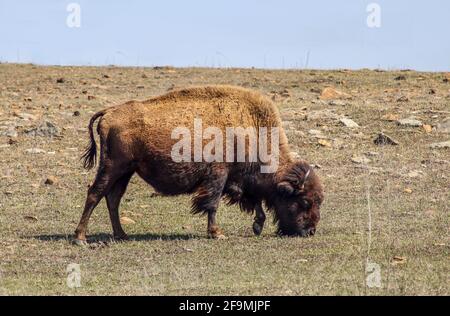 Nahaufnahme eines Bullen-Büffels American Bison, der Gras auf sich knabberte Ein felsiger Hang mit dem Horizont dicht hinter ihm - Selektiver Fokus Stockfoto