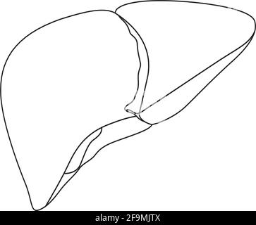 Moderne Minimalistische Human Liver Line Icon Vektor. Einfaches Leberzeichen für menschliche Anatomie, medizinisches oder medizinisches Konzept. Umreißen Sie das Symbol für das Leberorgan Stock Vektor