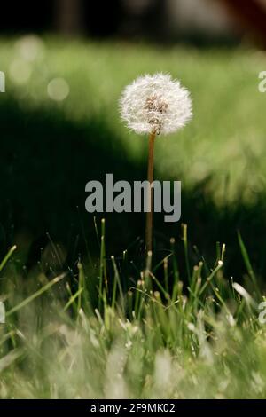 Nahaufnahme von Löwenzahn draußen wachsen Stockfoto