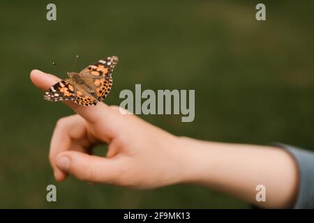 Ein Monarch Schmetterling auf der Hand eines Kindes bereit zu nehmen Flug im Sommer Stockfoto