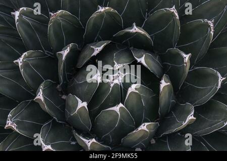 agave Kaktus, abstraktes natürliches Muster Hintergrund, dunkelgrüne Farbe Stockfoto