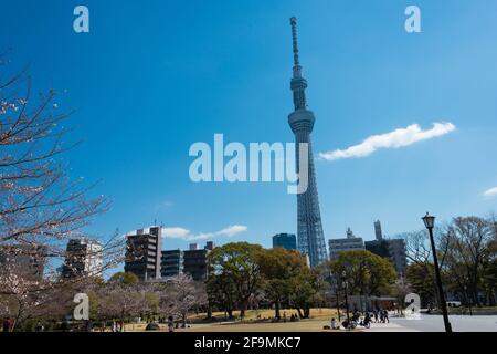 Tokyo, Japan - Tokyo Skytree Blick vom Sumida Park in Sumida, Tokyo, Japan. Stockfoto