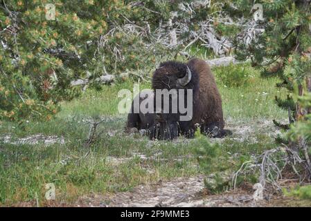 Ein ruhender männlicher Bison für Erwachsene im Yellowstone Park Stockfoto