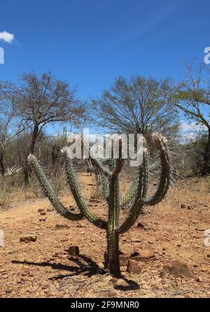 Kaktus inmitten der Caatinga-Vegetation im Inneren Des brasilianischen Nordostens Stockfoto