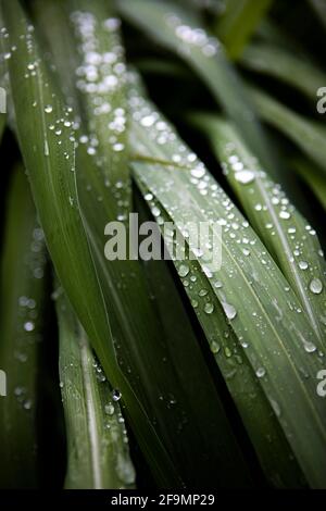 Vertikale Aufnahme von grünen Pflanzenblättern mit Wassertröpfchen bedeckt Stockfoto