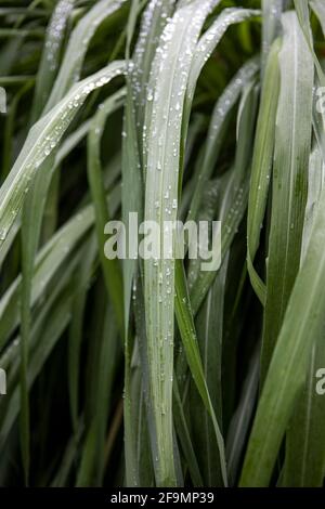 Vertikale Aufnahme von grünen Pflanzenblättern mit Wassertröpfchen bedeckt Stockfoto