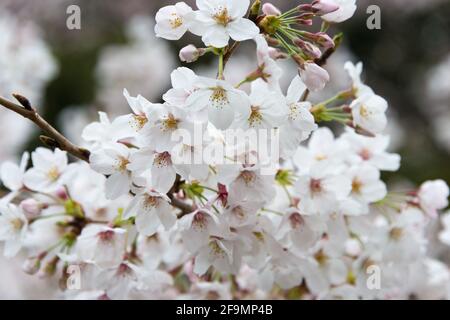 Tokio, Japan - Kirschblüten im Yasukuni-Schrein, Chiyoda, Tokio, Japan. Ein berühmter Touristenort in Tokio, Japan. Stockfoto