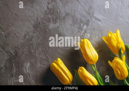 Leuchtend gelbe Tulpen auf grauem Betongrund. Draufsicht, flach liegend, Kopierbereich Stockfoto