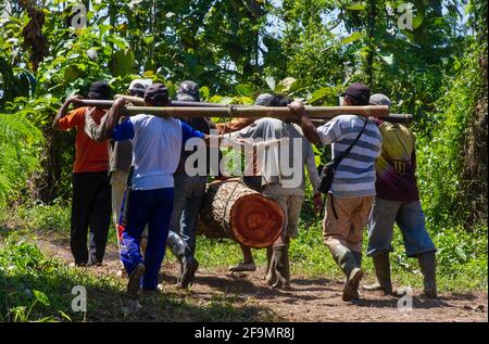Yogyakarta, Indonesien - 19. April 2021: Traditioneller Holztransport aus dem Wald in Indonesien, Illustration zum illegalen Holzeinschlag Stockfoto