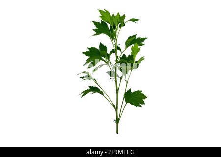 Nahaufnahme grünes Blatt der weißen Beifuß-Pflanze (Artemisia lactiflora) auf weißem Hintergrund isoliert.gespeichert mit Clipping-Pfad. Stockfoto