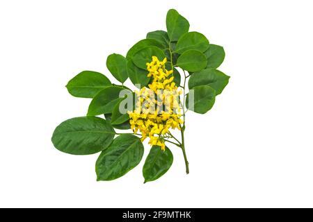 Geschlossene gelbe Blume von birmanischem Rosenholz oder Pterocarpus indicus Willd, Burma Padauk und grünes Blatt isoliert auf weißem Hintergrund. Gespeichert mit Clippi Stockfoto