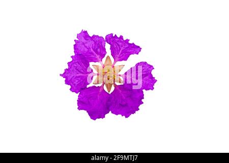 Königinnen krapfen Myrte Blumen oder Königin Blume, Lagerstroemia inermis Pers, Pride of India, Jarul isoliert auf weißem Hintergrund.gespeichert mit Clipping Pfad. Stockfoto
