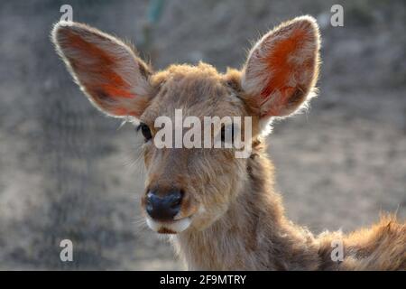 Nahaufnahme eines sika-Hirsches (Cervus nippon) mit warmem Sonnenlicht. Stockfoto