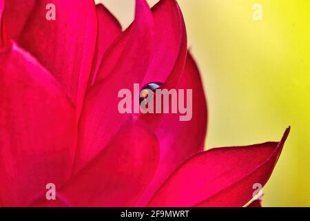 Makroansichten eines blauen steele Marienkäfer auf einer Ingwerblume. Stockfoto