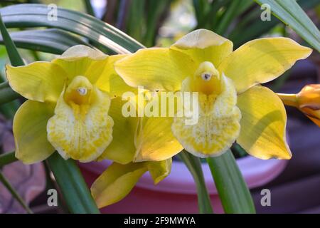 Gelb gefärbtes Cymbidium , allgemein bekannt als Boot-Orchidee Stockfoto