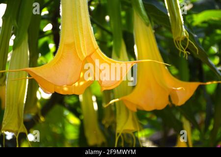 Gelbe Brugmansia vesicolor Engelstrompete Stockfoto