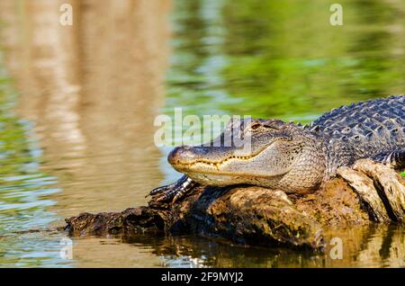 Ein amerikanischer Alligator, Alligator mississippiensis, sonnen auf einem Baumstamm im Lake Martin, Atchafalaya Sumpf. Louisiana, USA Stockfoto