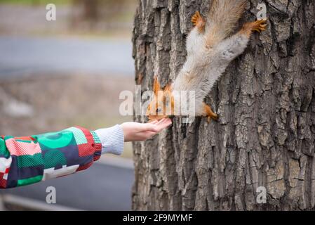 Das Eichhörnchen kommt vom Baum herab und isst von Die Hände Stockfoto