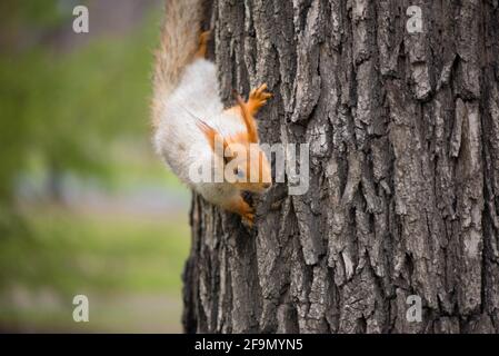 Kleines rotes Eichhörnchen kommt vom Baum herab Stockfoto