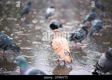 Braune Taube, die im Regen nass steht Stockfoto