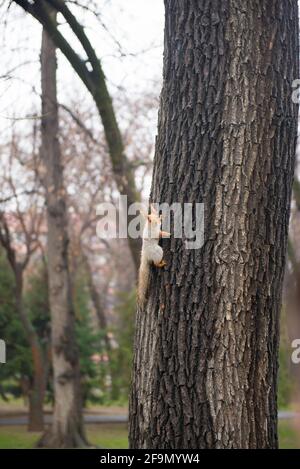 Ein großes Eichhörnchen klettert von einem Baum im Park Stockfoto