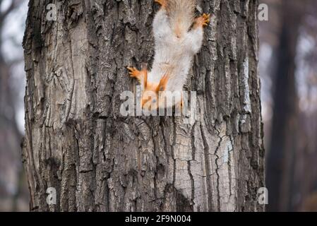 Schönes rotes Eichhörnchen steigt vom Baum herab Stockfoto