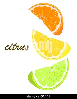 Orange, Zitrone, Limette, Grapefruit. Zitrusscheiben. Nahaufnahme. Vektor. Stock Vektor