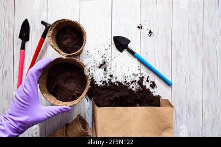 Eine weibliche Hand in einem Handschuh hält einen Papiertopf mit Sämlingen. Boden zum Pflanzen von Samen, Saatpflanzen auf einem weißen Holztisch. Vorbereitungen für den Garten Meer Stockfoto