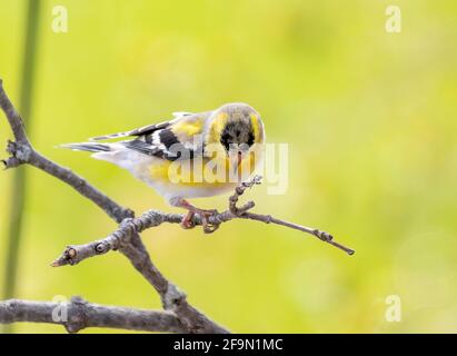 Weibliche amerikanische Goldfinken ( Spinus tristis ) Auf Der Zweigstelle Mit Blick Nach Unten Stockfoto