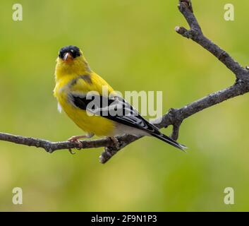 Männlicher amerikanischer Goldfinch thronte auf dem Zweig und schaute auf Kamera. Spinus tristis Stockfoto