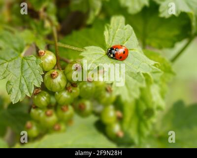 Zweige der schwarzen Johannisbeere mit unreifen Beeren, grünen Blättern und einem Marienkäfer auf einem Blatt mit verschwommenem natürlichen Hintergrund. Garten bei sonnigem Tag. Stockfoto