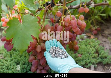 Bauer hält Hand in Gummihandschuh chemischen Dünger, um es roten Trauben im Garten zu geben. Stockfoto