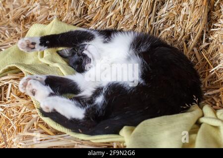 Schwarz-weißes Kätzchen schläft auf einem Strohstapel. Draufsicht. Stockfoto