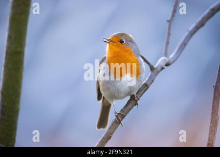 Hamburg, Deutschland. März 2021. Ein Rotkehlchen (Erithacus rubecula) sitzt auf einem Ast und singt. Quelle: Jonas Walzberg/dpa/Alamy Live News Stockfoto