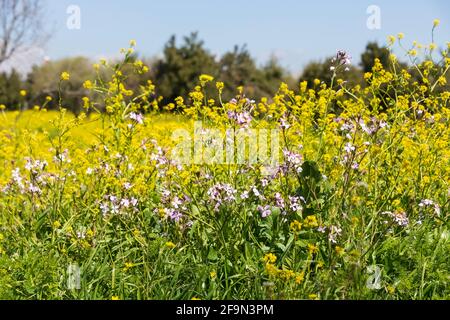 Wiese mit blühenden Blumen und Bäumen am Himmel. Israel Stockfoto