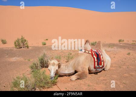 Baktrianische Kamelreiten für Touristen in den Sanddünen von Moltsog Els, Wüste Gobi, Mongolei. Stockfoto